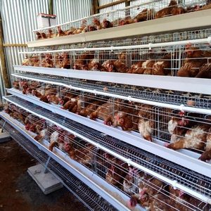 Kanatlı besleme için katmanlı tavuk pil kafes Broiler civciv ördek çiftlik tesisi - Product Image 3