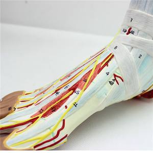 Nervios <span class=keywords><strong>de</strong></span> pie <span class=keywords><strong>de</strong></span> PVC y modelo <span class=keywords><strong>de</strong></span> enseñanza Muscul humano Natural grande 9 partes Estructura del pie modelo <span class=keywords><strong>de</strong></span> anatomía del pie humano - Product Image 3