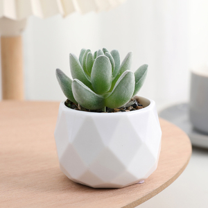<span class=keywords><strong>Piante</strong></span> Succulente Artificiali in Vaso, Vendita all'Ingrosso, Lotto Misto Direttamente dalla Fabbrica, per Ufficio, Ringraziamento, Matrimonio, Durevoli - Product Image 6