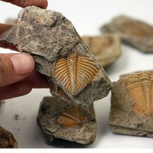 Fossile de Trilobite Artificiel de Haute Qualité en Gros, Parfait pour Collection Domestique, Cadeau ou Spécimen Éducatif - Product Image 3