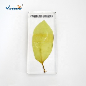 Espécimen de incrustación de bloques de Lucite transparente, espécimen de resina transparente, espécimen incrustado de resina de algas marrones - Product Image 3