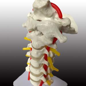 Ciencias médicas Columna cervical con modelo de arteria carótida Laboratorio de modelo de disco occipital <span class=keywords><strong>posterior</strong></span> y nervio - Product Image 2