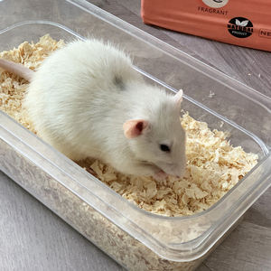 Hamter Nouvelle Arrivée Durable Bois Rasage Pet Literie pour Petits Animaux Hamster Literie <span class=keywords><strong>Sciure</strong></span> - Product Image 3