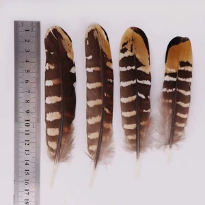 Offre Spéciale En Gros pas cher plume de faisan de Venery faisan aile piquants - Product Image 4