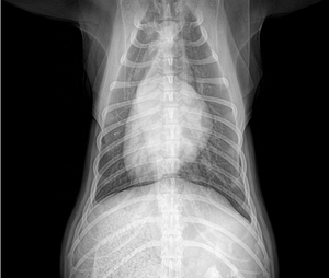 EUR VET <span class=keywords><strong>Cassette</strong></span> de diagnostic vétérinaire réutilisable, format <span class=keywords><strong>cassette</strong></span> 17x17 pouces, FPD filaire, scintillateur CsI 139 µm, imagerie haute définition 16 bits - Product Image 5