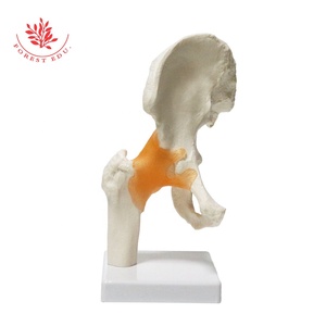 Ligamento principal de función de cadera, modelo de cadera humana, estándar médico - Product Image 2