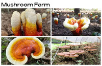 Biologisch Ganoderma Lucidum Extract Poeder Polysaccharide 30% Immuniteit Ondersteuning Gezondheidszorg Kwaliteit