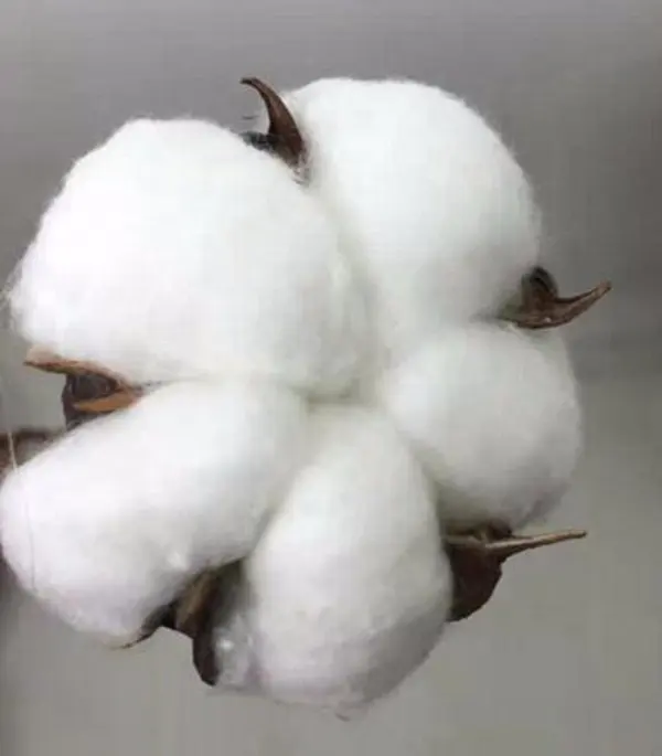 FCD142 Color blanco Natural seco bola de algodón Boll y tallos