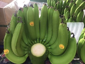 BANANAS CAVENDISH VERDE FRESCO CON EL MEJOR PRECIO de Vietnam - Product Image 6