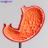Modelo de estómago de tamaño natural Simulación Mucosa gástrica Sistema vascular Desmontaje para ciencia médica Órgano del sistema digestivo