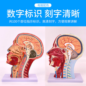 Modelo de cabeza y rostro humano con vasos sanguíneos cerebrales y nervios; anatomía del cuello; nervio facial, estructura de los vasos sanguíneos y los músculos. - Product Image 3