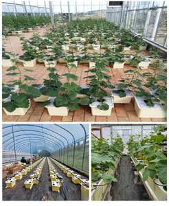 C68 Seau hollandais hydroponique de jardin intérieur avec couvercle 0/1/2/4 trous Planteur de seau Bato pour la culture de tomates et d'herbes - Product Image 6