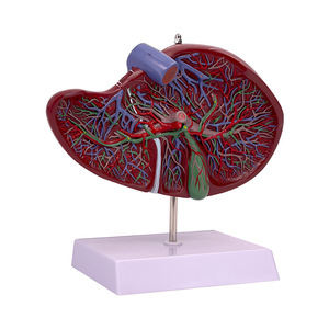 Hígado humano, vesícula biliar, vasos sanguíneos, vísceras del hígado, modelos anatómicos, muestras médicas para <span class=keywords><strong>cirugía</strong></span> digestiva <span class=keywords><strong>y</strong></span> - Product Image 5