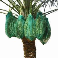 Midden-Oosten Recyclebare Pe Tree Cover Mesh Bag Dadelpalm Bags Voor Dadels Voor Het Beschermen Van Dadelvruchten Boom Met Zwart Trekkoord