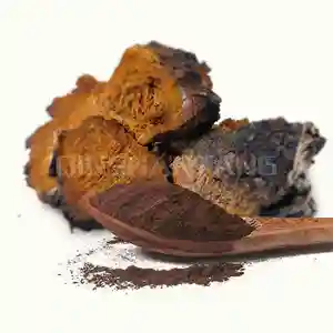 Food Grade Organic 10:1 Chaga Mushroom Extract Powder Chaga Extract 20% Polysaccharide Chaga Extract Powder