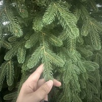 Sapin de Noël haut de gamme entièrement en PE, feuillage vert dense, arbre nu pour la décoration de grands centres commerciaux, à suspendre, 2,1 m, usage intérieur, nouveau, Chine