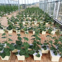 Système hydroponique en seau hollandais avec coudes de siphon, pot de culture hors-sol à recirculation pour la plantation de légumes et de fruits en serre