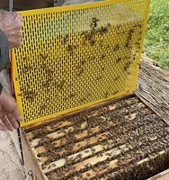 Nouvelle grille d'exclusion de reine en plastique jaune Witbee QE-5 pour ruche Langstroth à 10 cadres 51x41cm, garantie 1 an, équipement d'apiculture