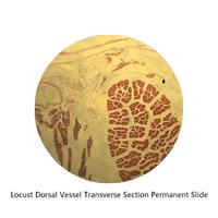 Microscope Medical Entomology Slides for School Medical Teaching Resources, Locust Dorsal Vessel Cross Section Biological Slides