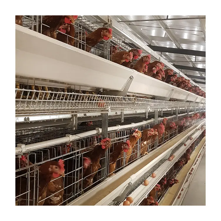 Laying Hen Farming Equipments Full Automatic H Type Chicken Battery Layer Poultry Cage For Sale
