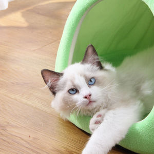 Fruit Shape Cat <b>Bed</b> Round Plush Pet <b>House</b> Warm Sleeping Place For Cats Winter Use - Product Image 3