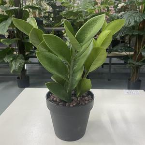 Piccola foglia artificiale di Zamioculcas Zamiifolia Bonsai per decorazione da tavola prodotto vegetale di qualità Premium - Product Image 5