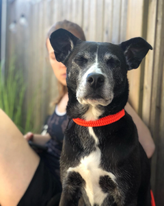 स्टाइलिश आधुनिक डिजाइन के साथ कुत्ते बिल्ली कॉलर - Product Image 3