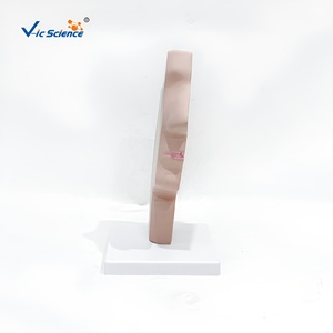 Modèle anatomique en plastique <span class=keywords><strong>de</strong></span> section sagittale des cavités orales et nasopharyngées pour <span class=keywords><strong>la</strong></span> formation médicale dans les écoles et les hôpitaux - Product Image 4