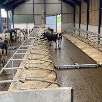 Système automatique de machine de nettoyage de grattoir de fumier de vache pour l'usine de vache