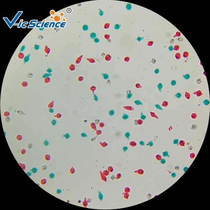 Microscope Prepared Slides Teaching Research Laboratory Protozoa and Algae Quality Microscope Slide Set 20 Biology Slides