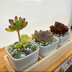 Piedras de <span class=keywords><strong>Río</strong></span> de Jade <span class=keywords><strong>Verde</strong></span> Pulido BOYA, Piedras Decorativas Naturales para Jardinería, Acuarios y Decoración de Exteriores - Product Image 5