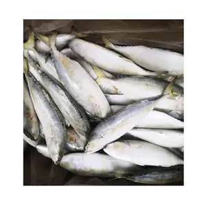 سمك الماكريل الهندي المجمد المورد - Product Image 1
