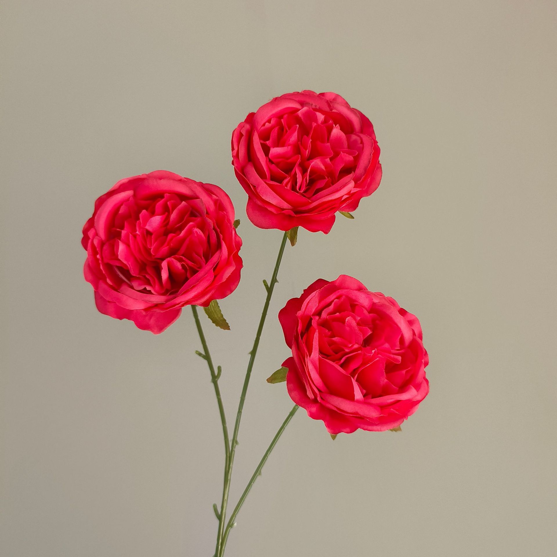 3 Austin Rose - Rosa - 66cm