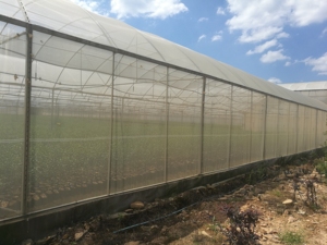 Düşük maliyetli tarım çok açık sera HDPE 40 50 mesh böcek önleyici sineklik sera <span class=keywords><strong>net</strong></span> ev sebze meyve - Product Image 5