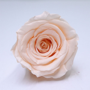 Pre-5 Grade Forever Eternal Préservé Roses 5-6cm Déco Fleurs pour Noël et Saint Valentin Décoration et Cadeau - Product Image 4