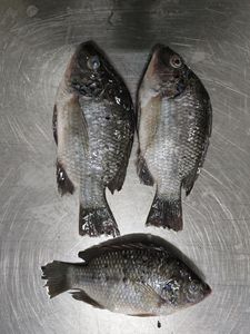 أسماك البلطي المجمدة بالجملة ، سمك البلطي الكامل ، سمك البلطي المستورد من الصين - Product Image 3