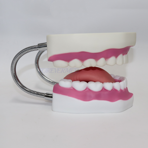 Modello Dentale OEM ODM con Mascella Articolata 32/28 Denti, Modello per Addestramento Odontoiatrico Piccolo e Grande con Spazzolino - Product Image 4