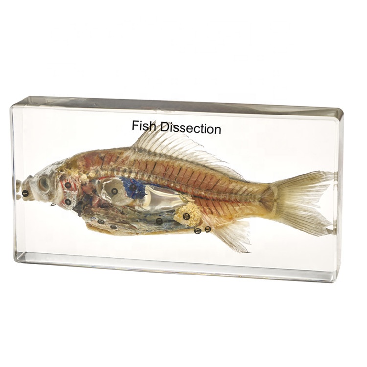 Новинка, обучающее оборудование, разделение рыбы, пластомонт