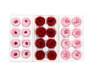 Venta al por Mayor de Nuevos Productos: Cabezas de Rosa <span class=keywords><strong>Austin</strong></span> Secas y Conservadas de Larga Duración para Decoración de Mesa y Hogar - Product Image 5