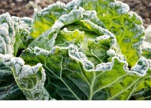 ลดราคา! ผักกาดเขียวแช่แข็ง HP Valia IQF เกรด A บรรจุภัณฑ์ขนาดใหญ่ 1 กก. สำหรับแปรรูปอาหาร ผัด ต้ม ทำเกี๊ยว ซุป อาหารพร้อมทาน - Product Image 4