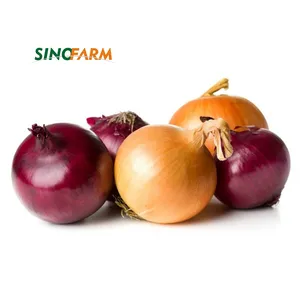Top Quality Fresh Golden Onion Exporting Standard Original Vegetables Agricultural Products Wholesale Brown Onion
