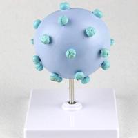 Modèle agrandi du virus du VIH KyrenMed, modèle agrandi du virus du SIDA, modèle de structure en section transversale
