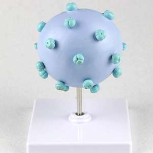 Modelo Ampliado del Virus del VIH KyrenMed, Modelo Ampliado del Virus del SIDA, Modelo de Estructura de Sección Transversal - Product Image 6