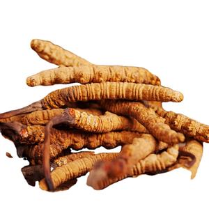 buy detan dried caterpillar fungus in china on alibaba.com