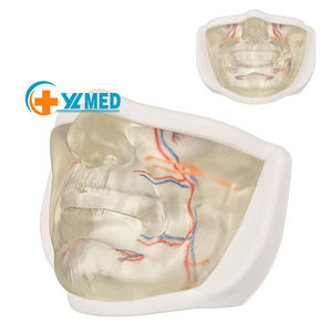 Modèle d'entraînement à l'<span class=keywords><strong>injection</strong></span> <span class=keywords><strong>du</strong></span> <span class=keywords><strong>visage</strong></span> inférieur transparent avec des vaisseaux sanguins réalistes pour la procédure esthétique de pratique de remplissage dermique - Product Image 1
