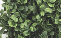 Couronne de buis vert avec feuilles d'eucalyptus artificielles en plastique, décorations végétales pour mariages, Noël et remises de diplômes