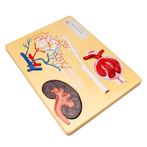 Modelo biológico Modelo de riñón humano Unidad renal y modelo de corpúsculo renal - Product Image 5