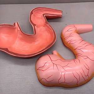 Modelo Anatómico Desmontable del Estómago del <span class=keywords><strong>Caballo</strong></span> - Herramienta Educativa Simulada para la Enseñanza de Ciencias Veterinarias y Equinas - Product Image 3