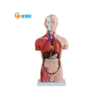 Modelo de Torso Humano Desmontable de Grado Médico, 42 cm, 13 Partes, Modelo de Anatomía de Torso Masculino Adulto para Ciencias Médicas