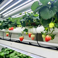 Usine de culture hydroponique verticale automatisée clé en main, serre mobile, culture personnalisée de légumes et de fraises